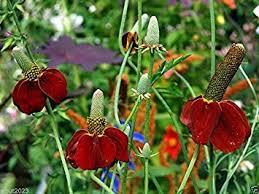 Image result for Ratibida columnifera
