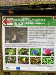 Attēlu rezultāti vaicājumam “Serpoleskea subtilis”