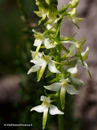 Attēlu rezultāti vaicājumam “Platanthera bifolia flower”