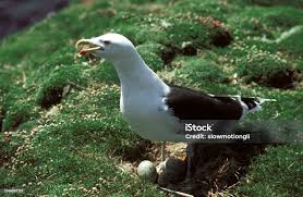 Attēlu rezultāti vaicājumam “Larus marinus adult”