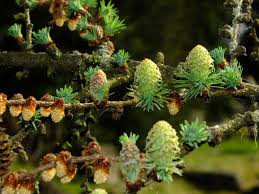 Attēlu rezultāti vaicājumam “Larix kaempferi”