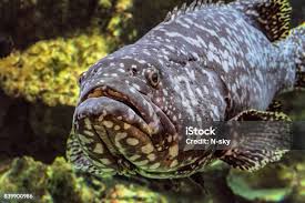 Image result for Epinephelus itajara