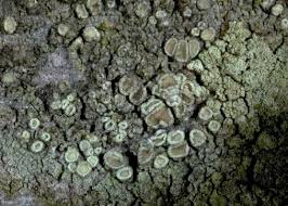 Attēlu rezultāti vaicājumam “Lecanora conizaeoides”