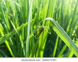 Attēlu rezultāti vaicājumam “Chrysochraon dispar”