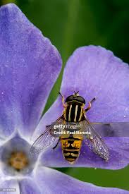Attēlu rezultāti vaicājumam “Helophilus pendulus”
