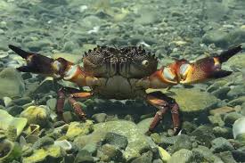 Image result for Eriphia verrucosa