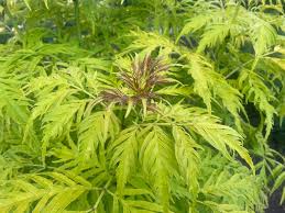 Attēlu rezultāti vaicājumam “Sambucus racemosa leaf”