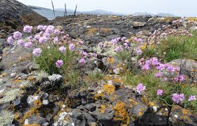 Attēlu rezultāti vaicājumam “Armeria vulgaris flower”