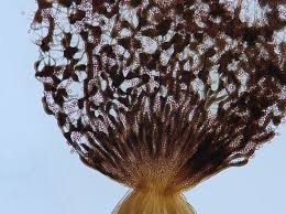 Attēlu rezultāti vaicājumam “Cribraria intricata spores”