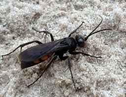 Attēlu rezultāti vaicājumam “Anoplius viaticus”