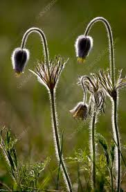 Attēlu rezultāti vaicājumam “Pulsatilla pratensis flower”