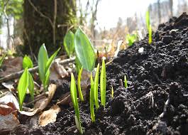 Image result for Bärlauch