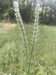 Attēlu rezultāti vaicājumam “Cynosurus cristatus fruit”