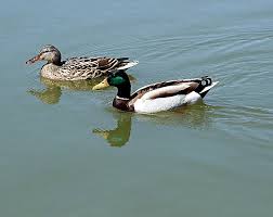 Attēlu rezultāti vaicājumam “Anas platyrhynchos male”