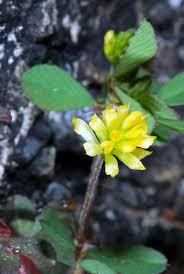Attēlu rezultāti vaicājumam “Trifolium dubium”