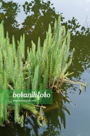 Attēlu rezultāti vaicājumam “Hippuridaceae”