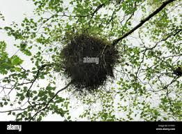 Attēlu rezultāti vaicājumam “Taphrina betulina”