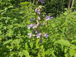 Attēlu rezultāti vaicājumam “Campanula trachelium leaf”