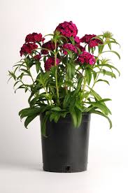 Image result for Dianthus barbatus