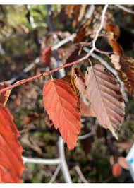 Attēlu rezultāti vaicājumam “Carpinus caroliniana female flower”