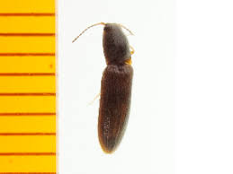 Attēlu rezultāti vaicājumam “Cidnopus aeruginosus”