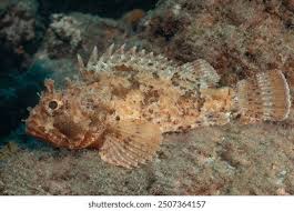Image result for Scorpaena porcus