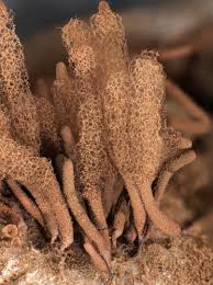 Attēlu rezultāti vaicājumam “Arcyria major”