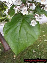 Attēlu rezultāti vaicājumam “Catalpa ovata”