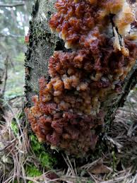 Attēlu rezultāti vaicājumam “Exidia repanda”