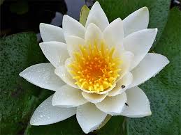 Attēlu rezultāti vaicājumam “Nymphaea alba flower”