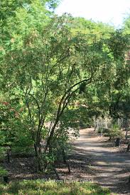 Attēlu rezultāti vaicājumam “Enkianthus chinensis leaf”