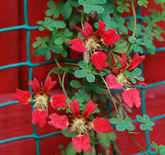 Image result for Ildblomkarse