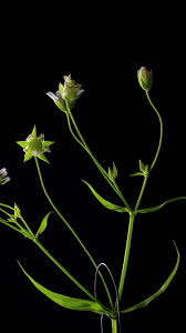 Attēlu rezultāti vaicājumam “Stellaria holostea fruit”