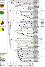 Attēlu rezultāti vaicājumam “Protapion sp.”