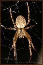 Attēlu rezultāti vaicājumam “Metellina merianae”