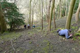 Attēlu rezultāti vaicājumam “Homomallium incurvatum sporophyte”