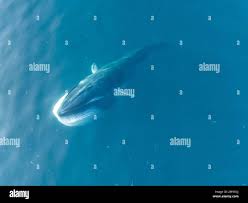 Image result for Balaenoptera omurai