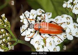 Attēlu rezultāti vaicājumam “Leptura rubra female”