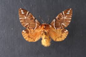 Attēlu rezultāti vaicājumam “Endromis versicolora”