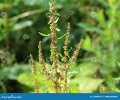 Attēlu rezultāti vaicājumam “Rumex obtusifolius flower”