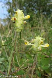 Attēlu rezultāti vaicājumam “Melampyrum cristatum”