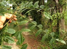 Attēlu rezultāti vaicājumam “Trichia erecta”