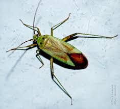 Attēlu rezultāti vaicājumam “Adelphocoris quadripunctatus”