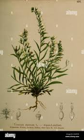 Attēlu rezultāti vaicājumam “Thesium alpinum leaf”