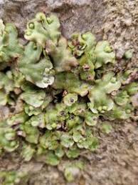 Attēlu rezultāti vaicājumam “Preissia quadrata”