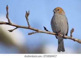 Attēlu rezultāti vaicājumam “Pinicola enucleator”