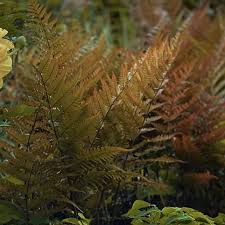 Attēlu rezultāti vaicājumam “Dryopteris”