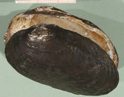 Attēlu rezultāti vaicājumam “Unio crassus”