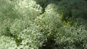 Attēlu rezultāti vaicājumam “Cladonia”