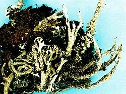 Attēlu rezultāti vaicājumam “Cladonia squamosa”